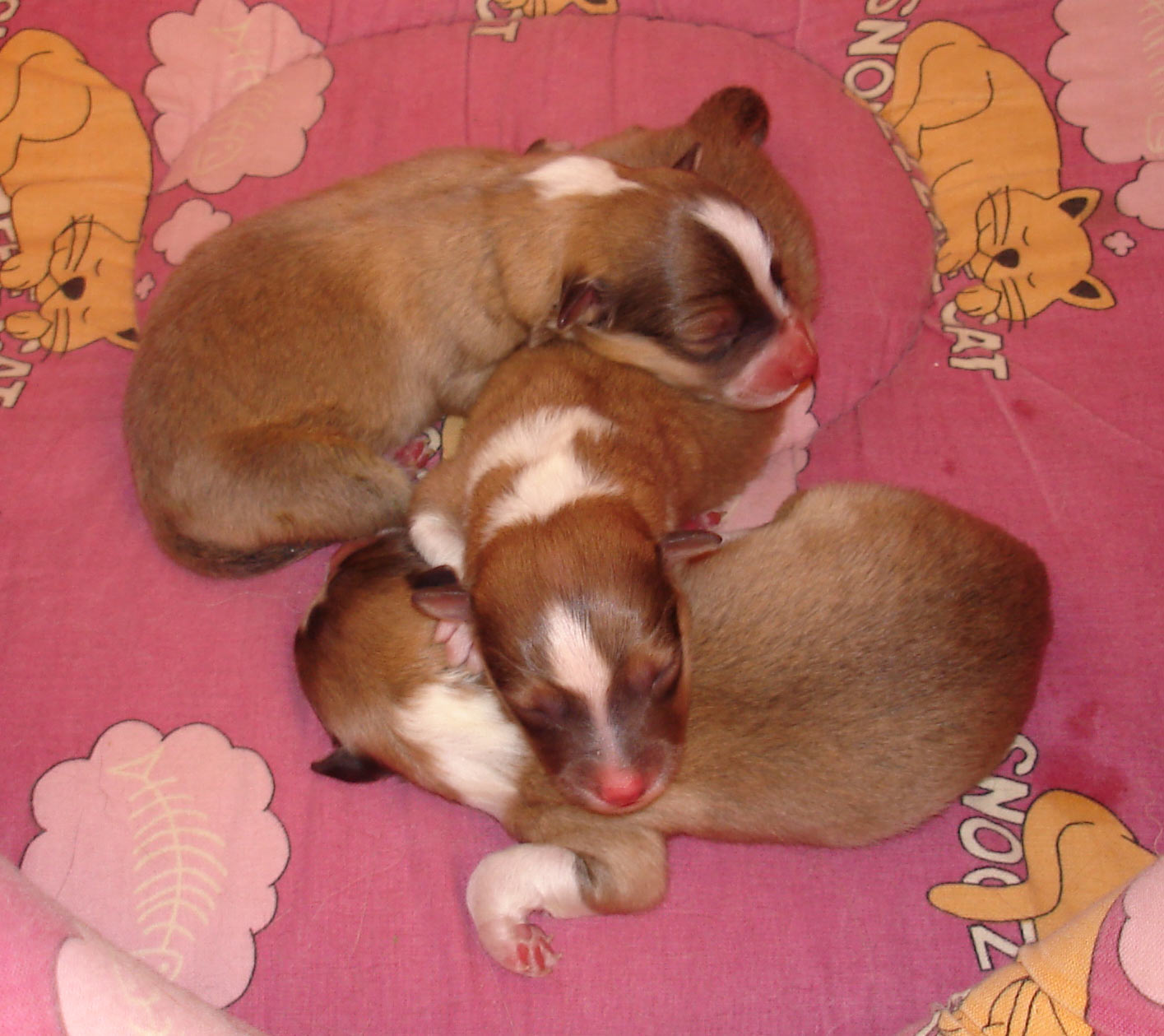 Actual Litter